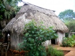 Maya hut