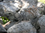 Iguana. Uxmal