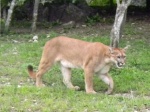 Puma. Xcaret