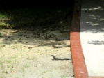 Iguanas Perpendicular Parking