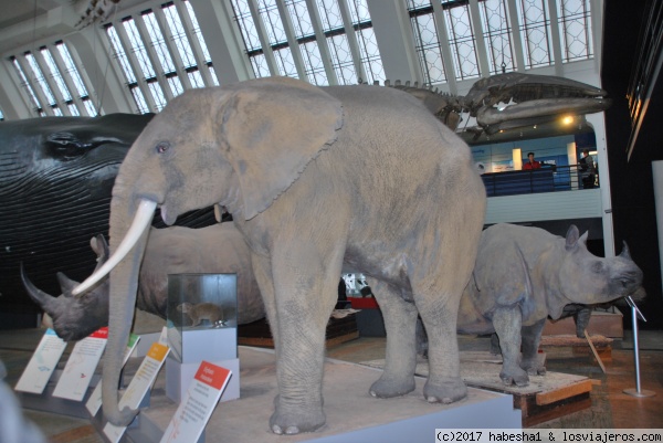 LONDRES asequible para familias - Blogs de Reino Unido - Notting Hill, Museo de Historia Natural y una cena en la selva (3)