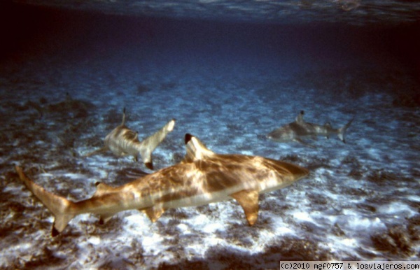 Tiburones en Bora Bora
Tiburones Puntas Negras de arrecife en la excursión del Lagoonarium en Bora Bora
