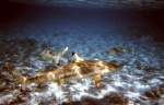 Sharks in Bora Bora