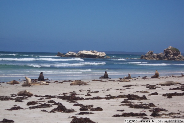 Leones de Adelaida
Leones marinos tan ricamente al sol al sur de Australia
