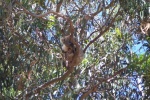 the Koala
