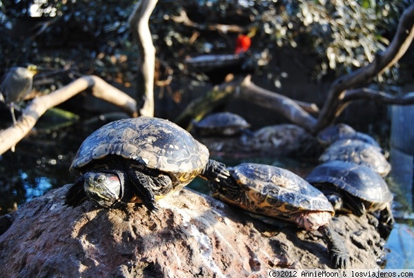 Cadena de tortugas
Asi tomaban el sol en el Oceanografico de Valencia
