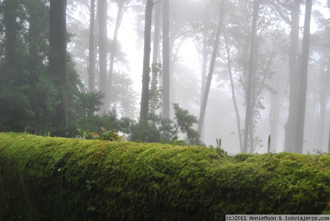 Foro de Clima: Bosque en Sintra