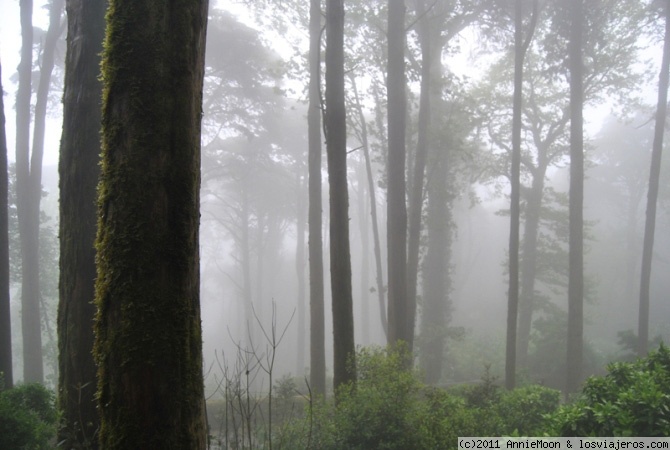 Foro de Aeroflot: Bosque encantado