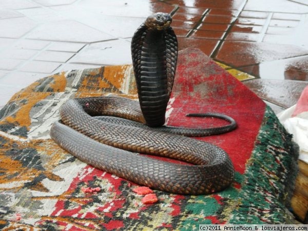Mirando fijo
Serpiente en la plaza de Djemaa el Fna, en Marrakech
