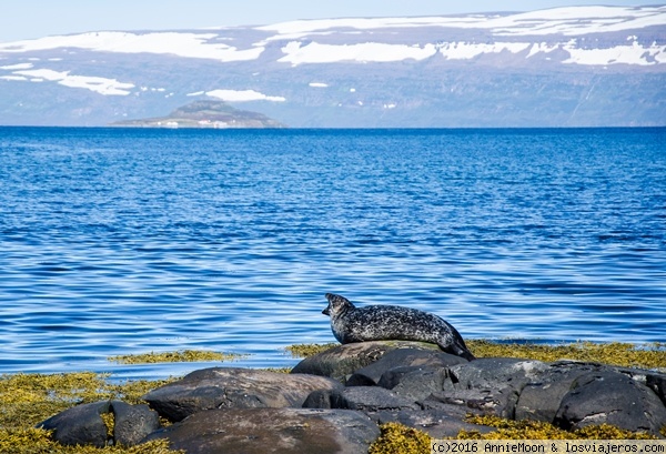 Focas en los fiordos del oeste - Islandia
Esta zona tan salvaje nos regalo la vision de muchos animales.
