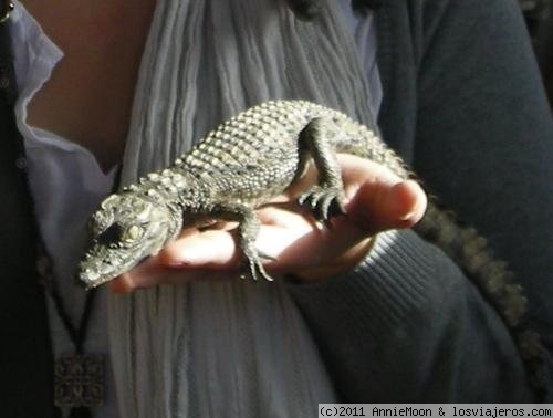 Domando a las fieras
Bebe caiman en un pueblo nubio
