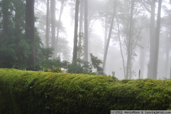 Bosque en Sintra
La lluvia trae vida
