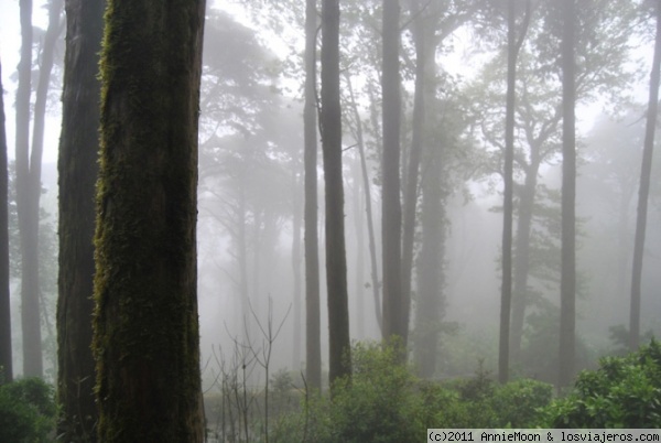 Bosque encantado
La niebla le da un aire de misterio a este bosque en Sintra
