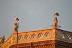 Cigueñas
Cigueñas, Alcala, Henares, sobre, gargolas, atardecer