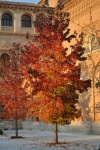 Colores de otoño
Colores, Pasando, Alcala, Henares, otoño