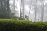 Forest in Sintra