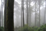 Bosque encantado
Bosque niebla Sintra