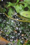 Gotas
Gotas Sintra Regaleira