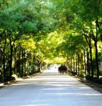 Un paseo en el tiempo
Carruaje, Sevilla, paseo, tiempo, caballos, paseando