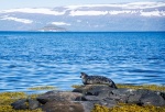 Focas en los fiordos del oeste - Islandia