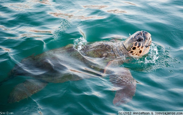 Tortuga Caretta-caretta
Estas tortugas van a desovar tanto en Zakynthos como en Kefalonia. Esta en concreto la vimos en el puerto de Argostoli, en Kefalonia
