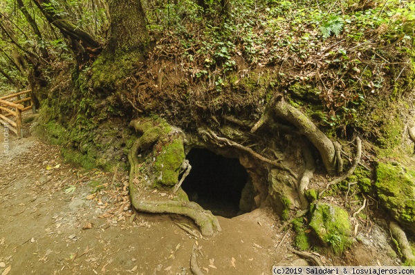 El sendero de los guardianes centenarios-Tenerife, Naturaleza-España (5)