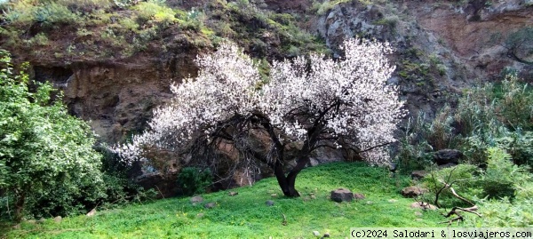 Ruta del almendro en flor en Valsequillo - Gran Canaria - Forum Canary Islands