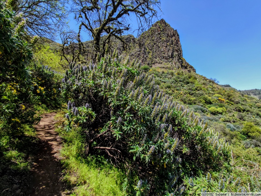 Viajar a  España: Camping Para Niños - Sendero del tajinaste azul-SL 3-Gran Canaria (Camping Para Niños)