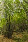 SENDERO DE LOS GUARDIANES CENTENARIOS (TACORONTE-TENERIFE)