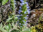 TAJINASTE AZUL-GRAN CANARIA