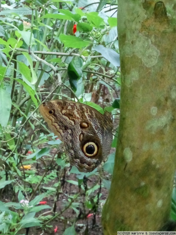 COSTA RICA "MI VIAJE" SEPTIEMBRE 2017 - Blogs de Costa Rica - DIA 9: MONTEVERDE (2)