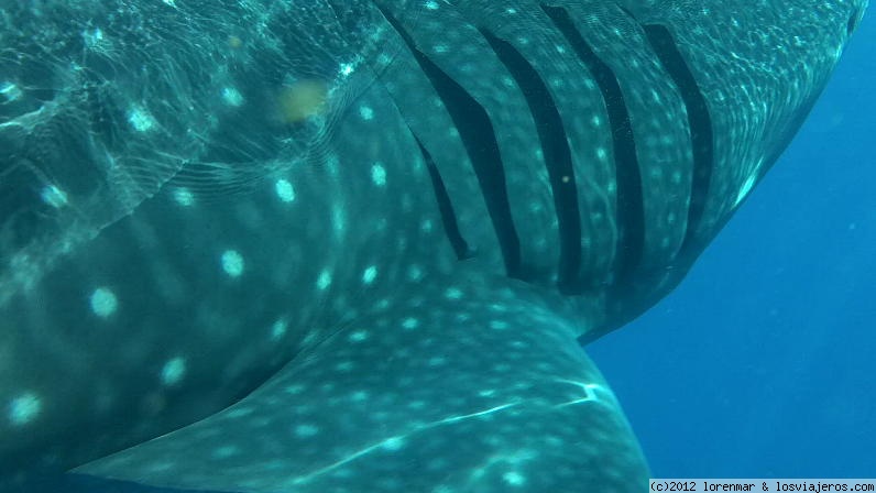 Foro de Cancún: Tiburón ballena