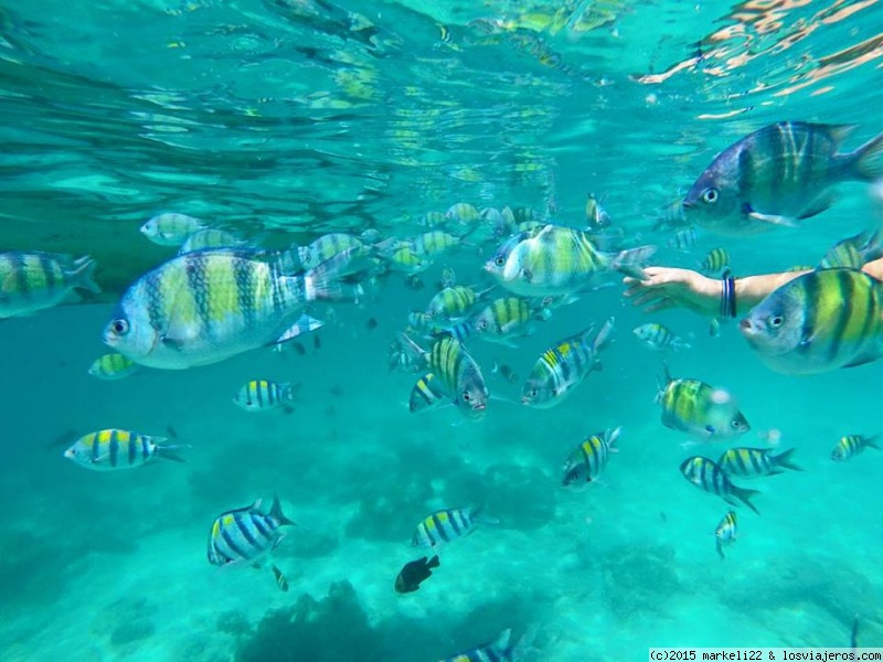 Foro de Buceo En Tailandia: Snorkel en Phi Phi