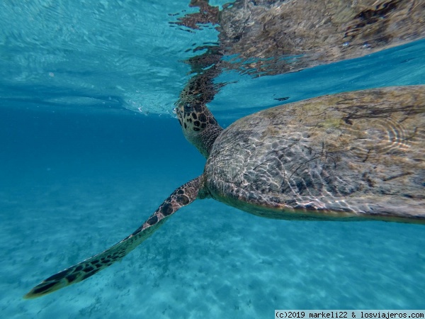 Amigas en Maldivas
Una preciosa tortuga nadando junto a nosotros en Maldivas

