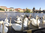 Puente de San Carlos - Praga
Puente, Carlos, Praga