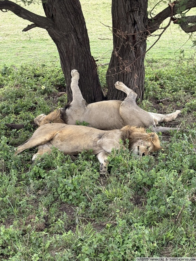 P.N. Serengeti -  Parque de Tanzania - Foro África del Este
