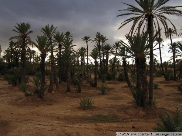 Paisaje artificial?
Me sorprendió esta fotografía, tomada en el Palmeral de Marrakech. Parece tomada a una maqueta, verdad?
