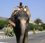 Taxi?
Jaipur India elefante