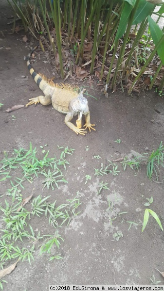 Iguana en Mawamba
Lodge de Mawamba. Iguanas correteando por el resort.
