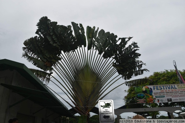 Palmera de Tortuguero
Tipica Palemra de tORTUGUERO.
