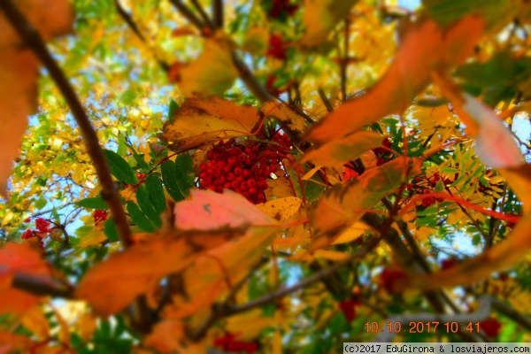 Vegetación en el lago Saint Simeon (Quebec)
Camino de Tadoussac. Vegetación del lago.
