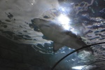 Buceo con Tiburones en Port Lincoln