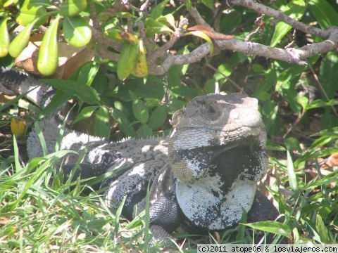 Iguana en tulúm
Se pueden ver a sus anchas en las ruinas de tulúm
