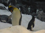 pinguinos
tenerife