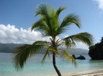 cayo levantado playa pública palmera