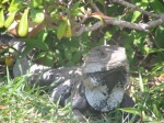 Iguana en tulúm