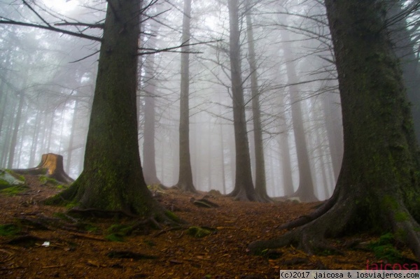 Bosque de Bergen
¿Encontraremos un Troll?.Un bosque de hadas, duendes y trolls, impresionante. Por el camino vamos leyendo todos los carteles que nos advierten que no asustemos a las crías de dinosaurios, que tengamos cuidado con la bruja invisible,
