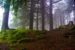 Bosque de Bergen
Bosque, Bergen, Continua, mágia