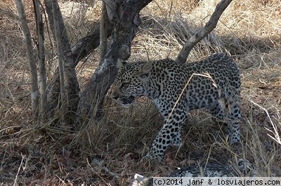 Cachorro de leopardo
Esta foto fue tomada en Octubre 2.014 en la reserva privada de Sabie Sand en Sudáfrica. Tuvimos la suerte de encontrarnos con una mamá leopardo y sus dos cachorros, a los que fuimos siguiendo con el jeep a través de la sabana, derribando ramas de árboles, etc. Fué espectacular e inolvidable
