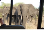 Elefante en Tembe National Park, Sudáfrica